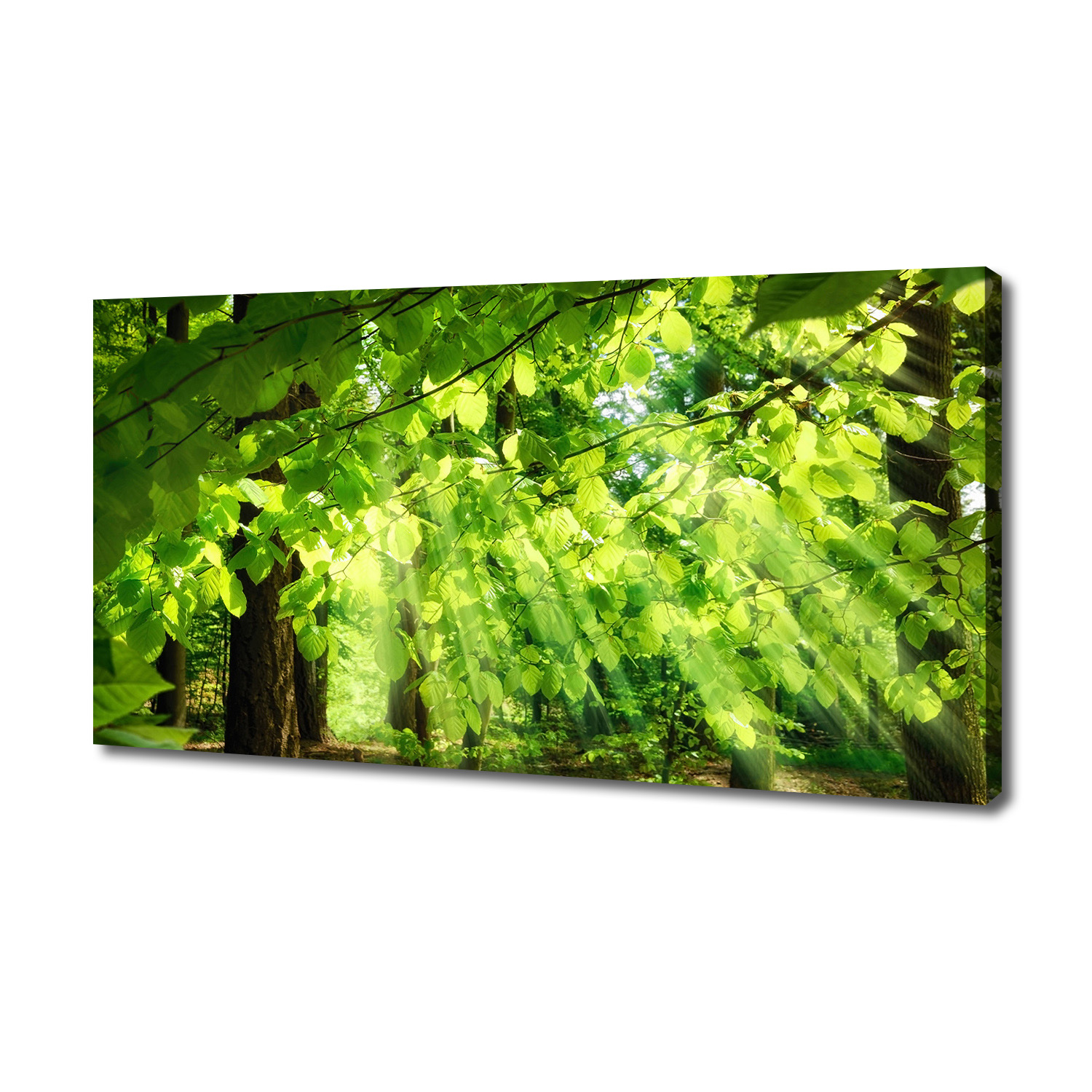 

Foto obraz canvas na ścianę Liście buku 140x70 cm