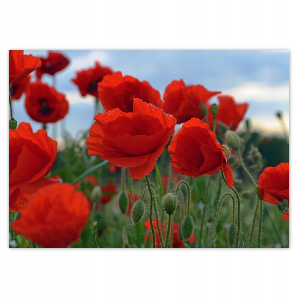 

Fototapety flizelina 208x146 Maki polne