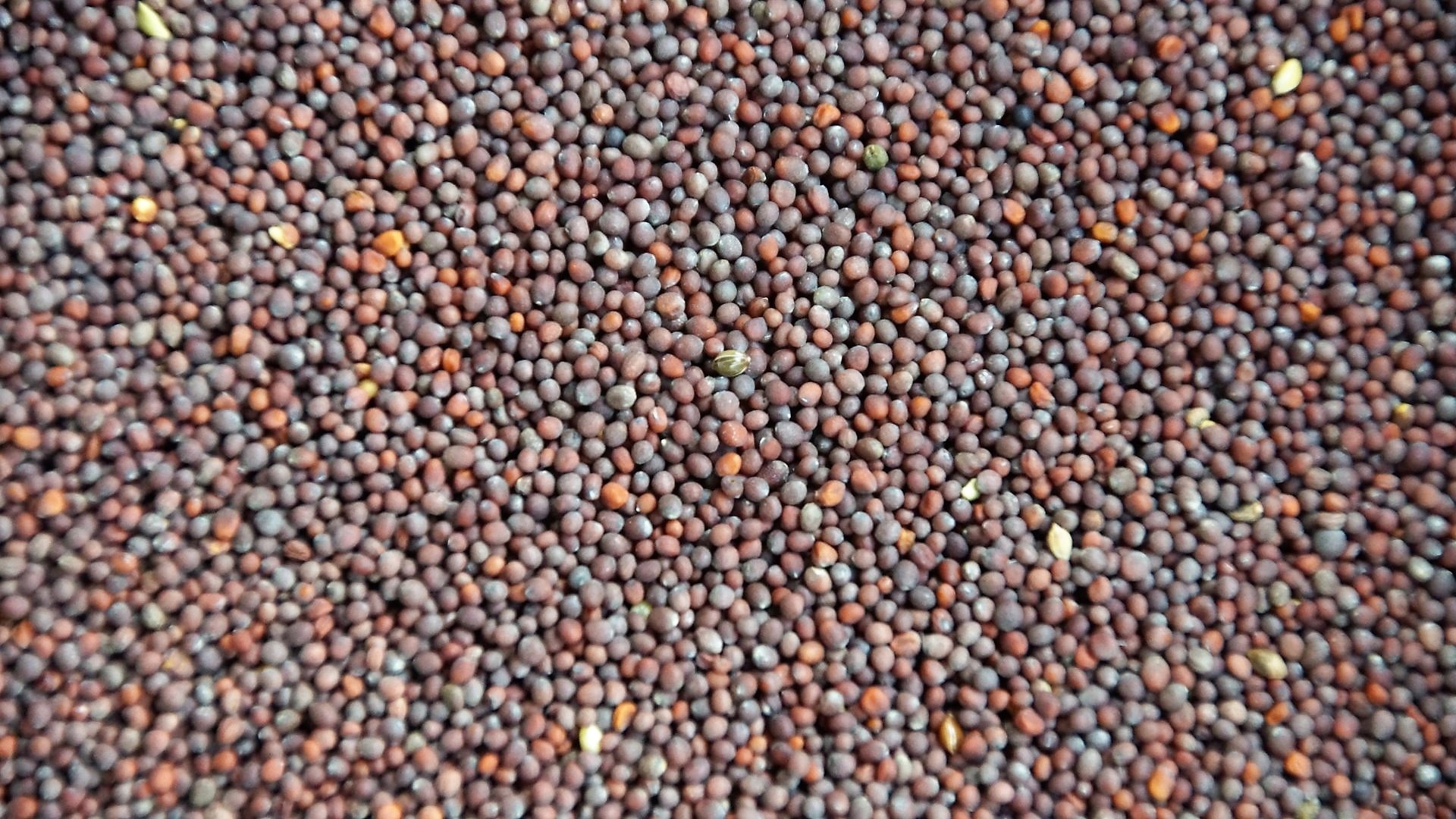 

Gorczyca Czarna Ziarno 50g