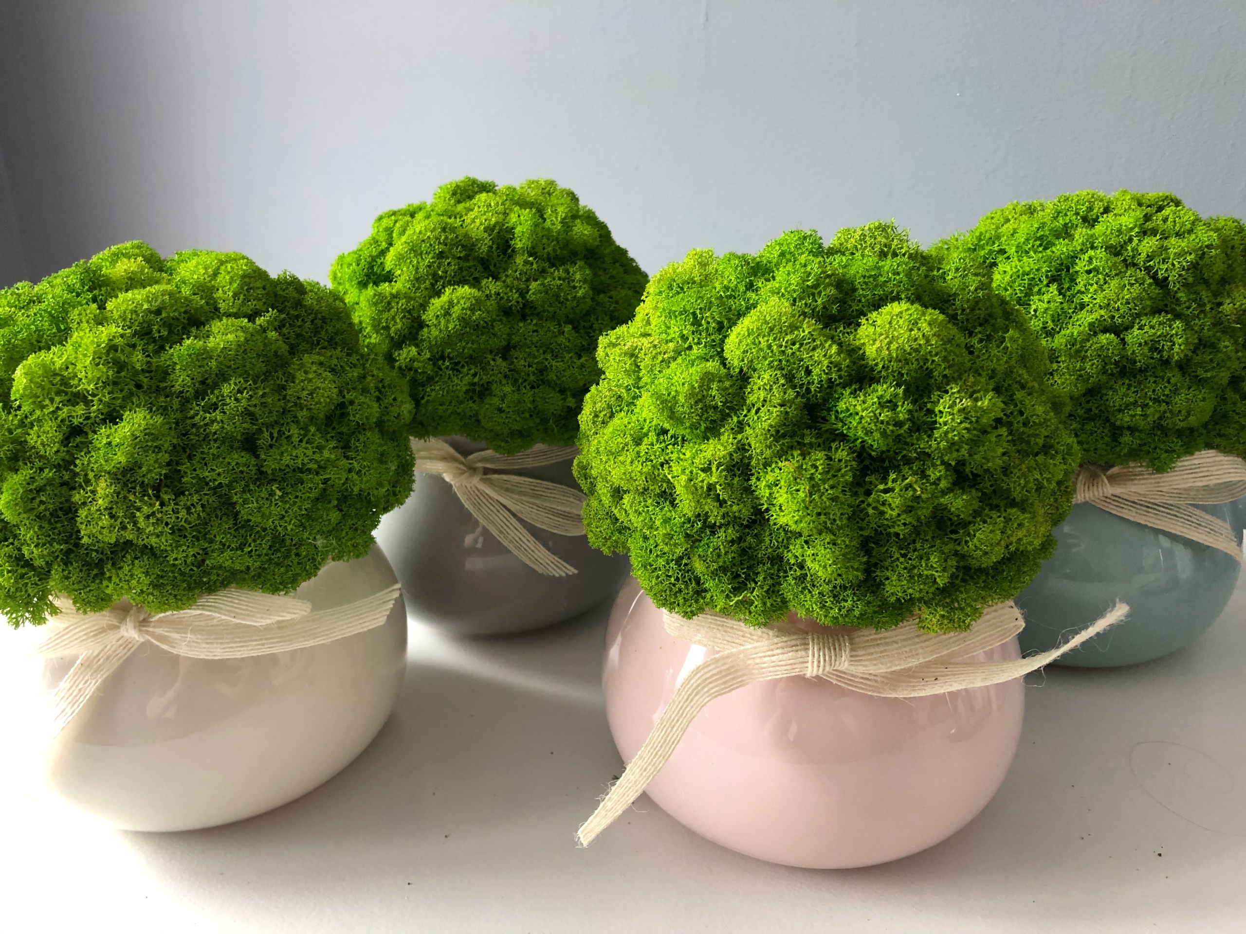 Chrobotek w doniczce dekoracja DOM ZESTAW 3 szt. Wysokość produktu 17 cm