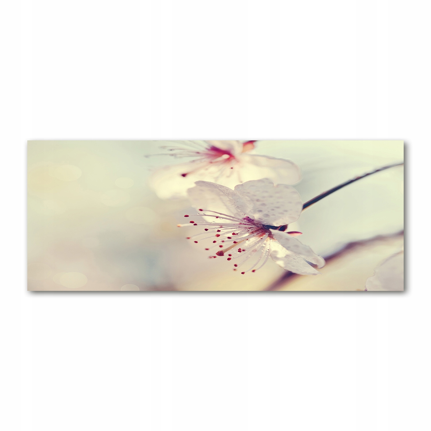 

Foto obraz akryl nowoczesny Kwiat wiśni 125x50cm