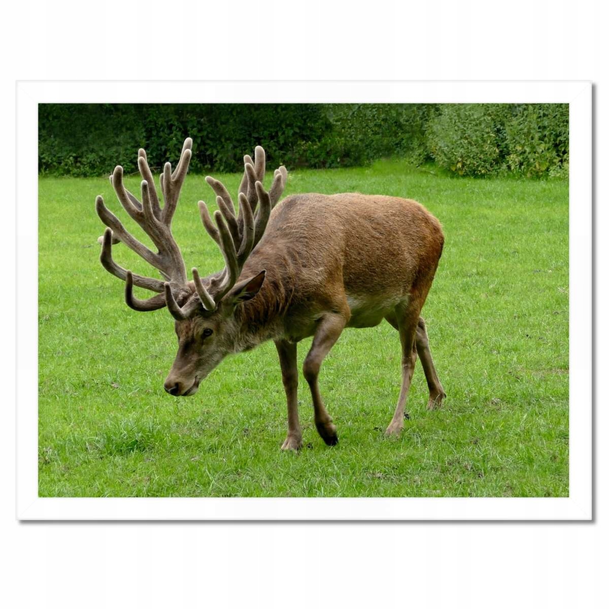 Plakáty v rámu 40x30 Jelen Jelení paroháč