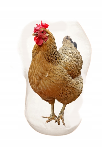 PODUSZKA KSZTAŁTKA KURA