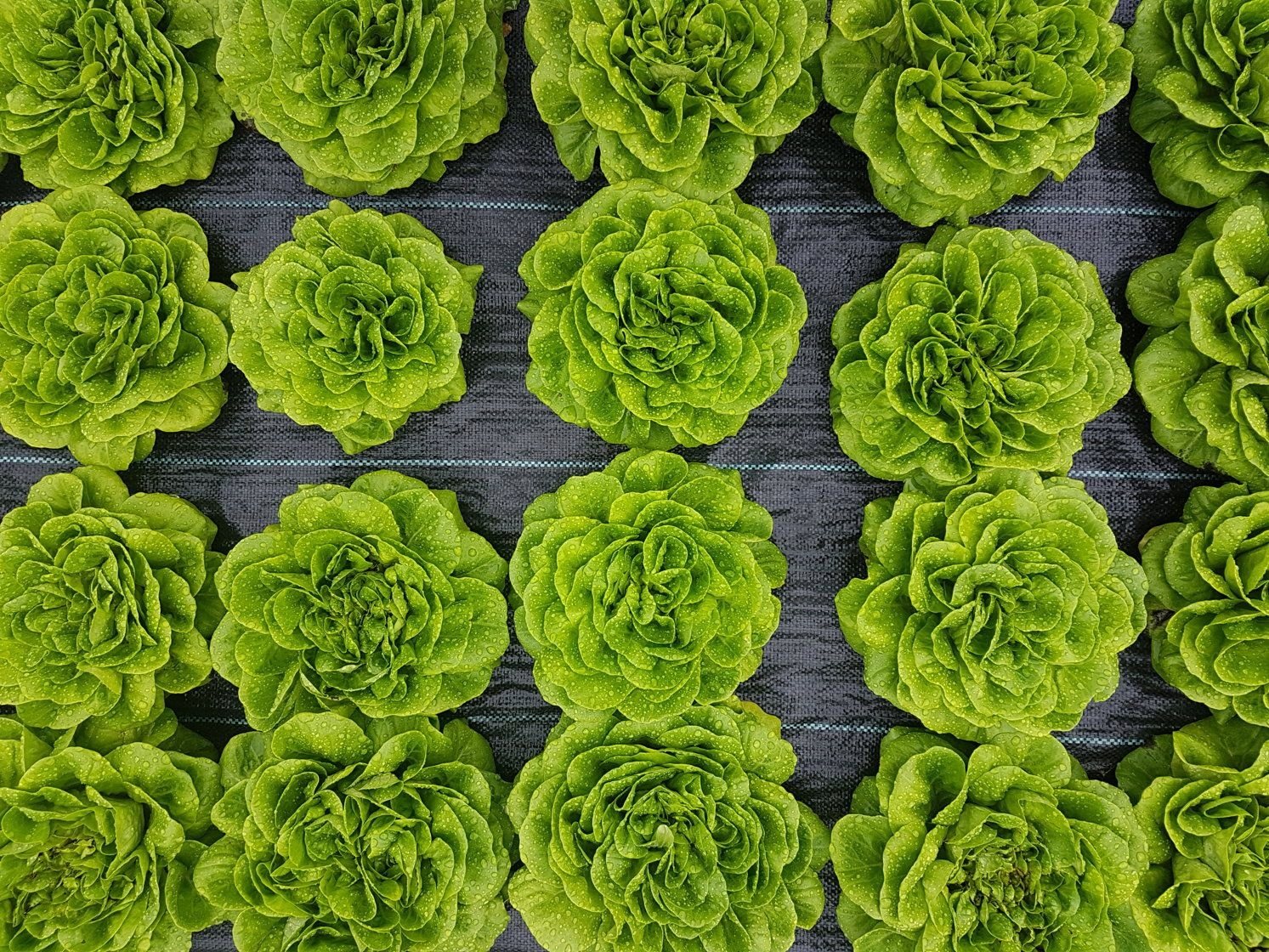 Agrotkanina OTWORY pod sadzonki 1,6 x10m GRUBA 95g Gramatura 95 g/m²