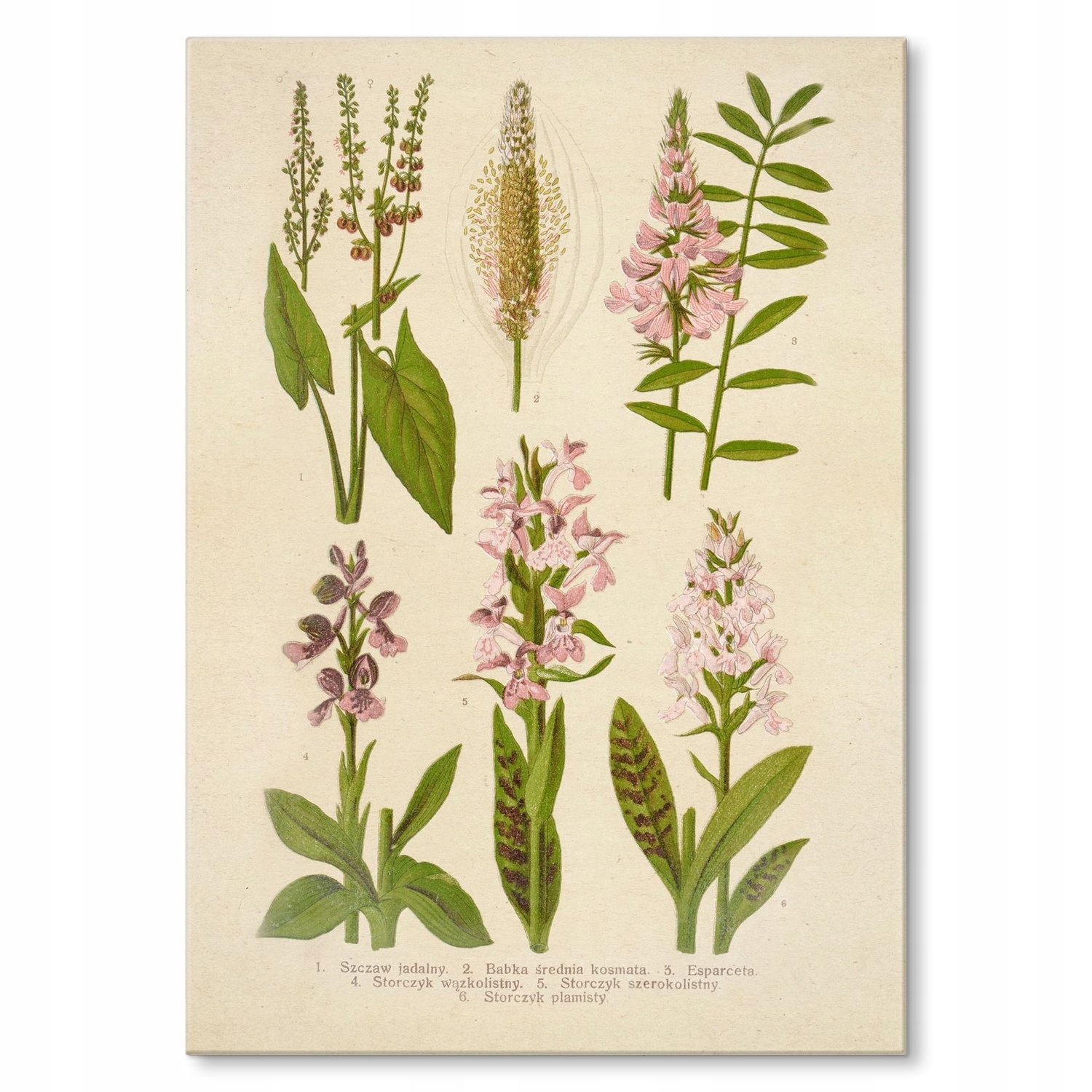 Kovový plakát Retro atlas Rostliny IX Dárek 42 x 59 cm