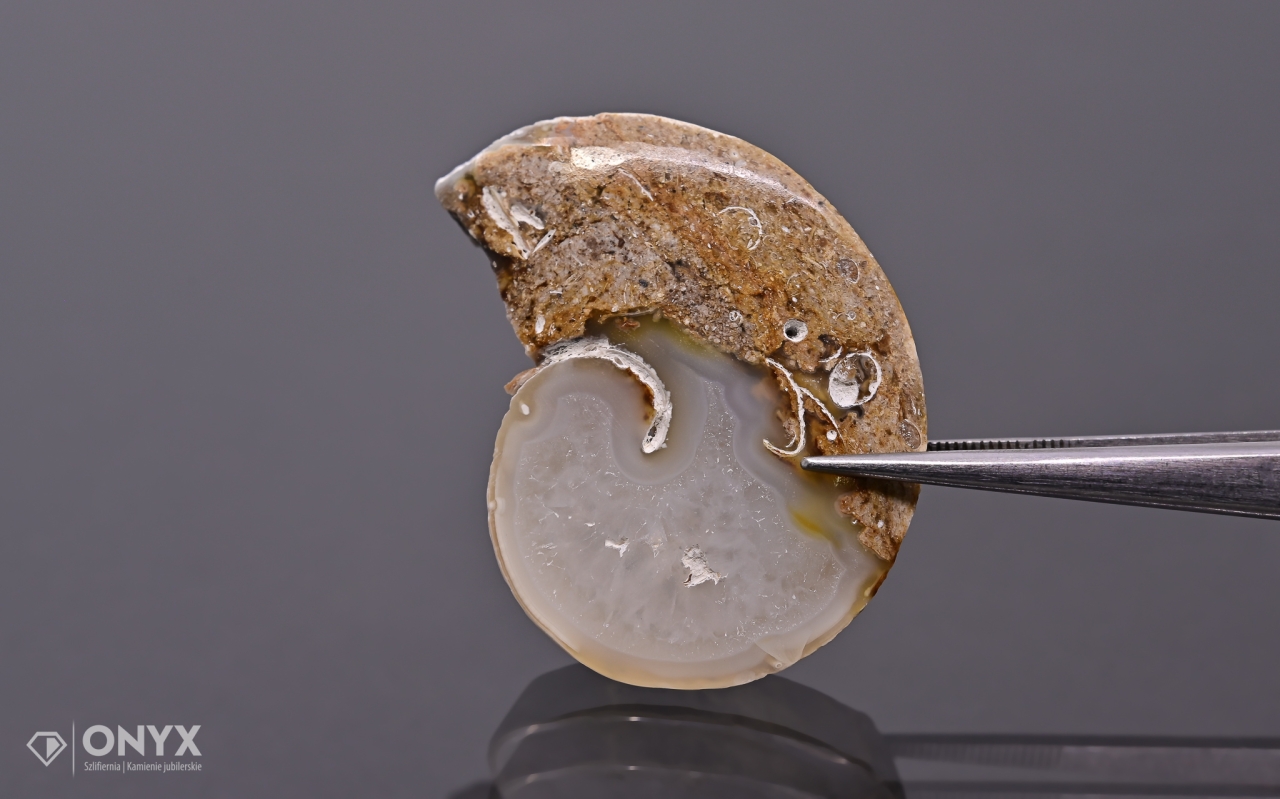 Hlemýžď zkamenělý nepravidelný 35x27 mm