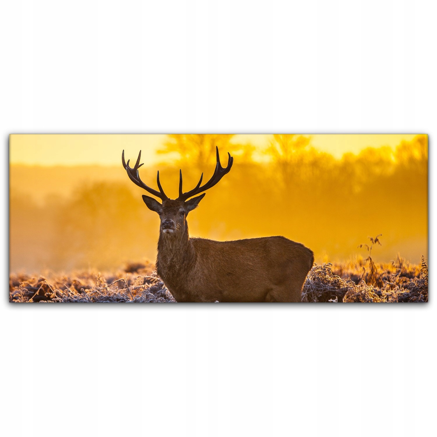 

Obraz Canvas dekoracja 125x50 Jeleń Wschód Słońca