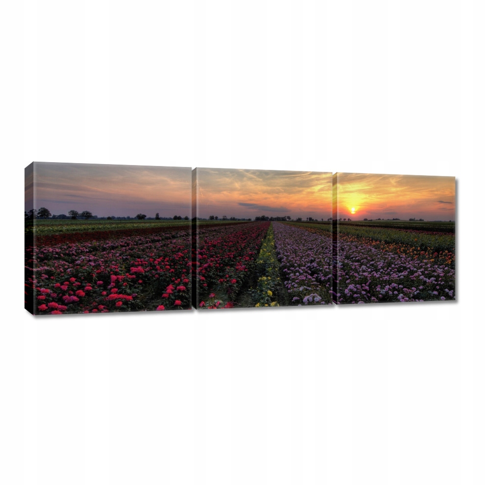 

Obrazy 60x20 Zachód na polem kwiatów