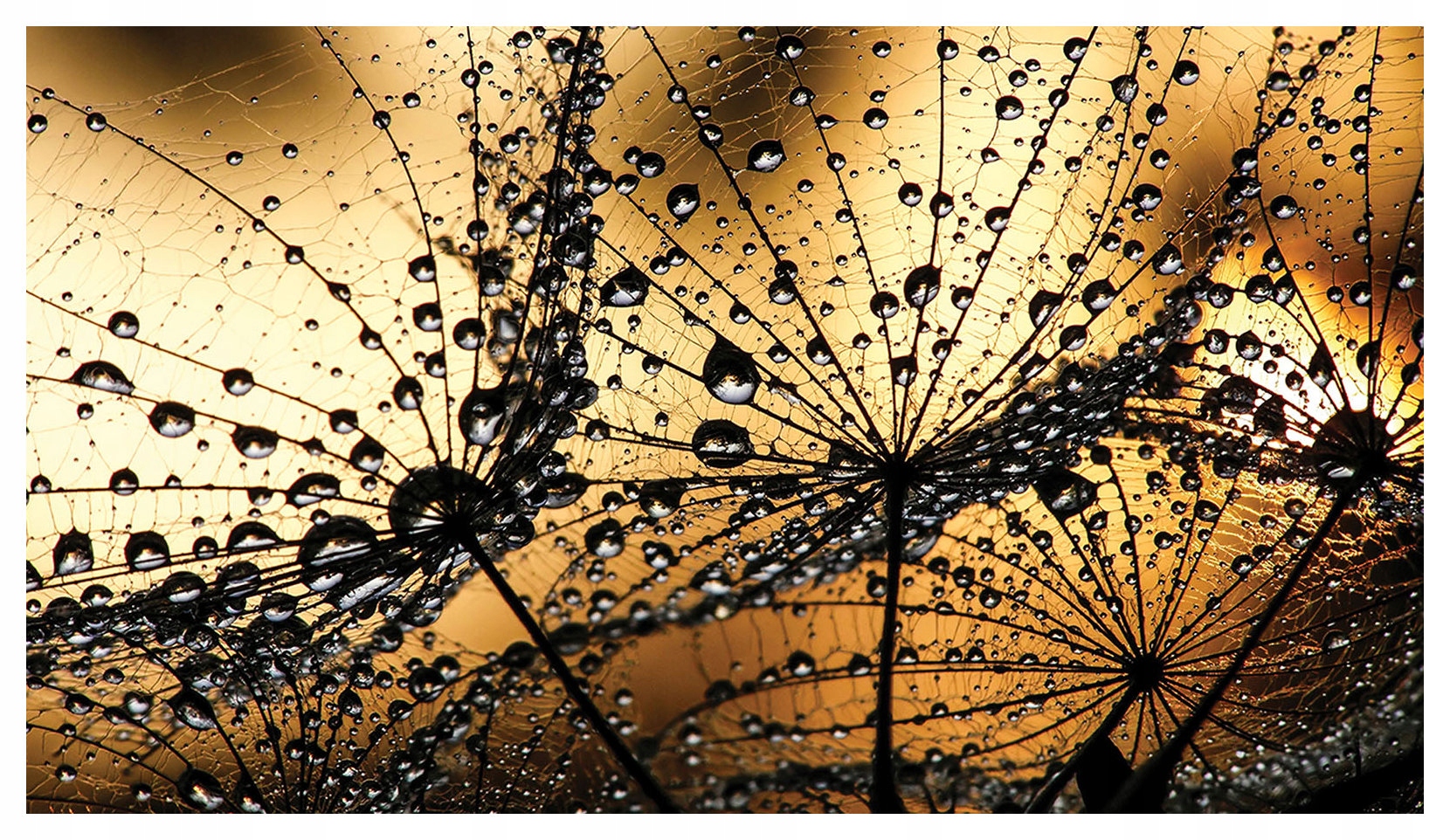 Fototapeta Pampeliška lékařská s rosou příroda jemnost 208x146 lepidlo