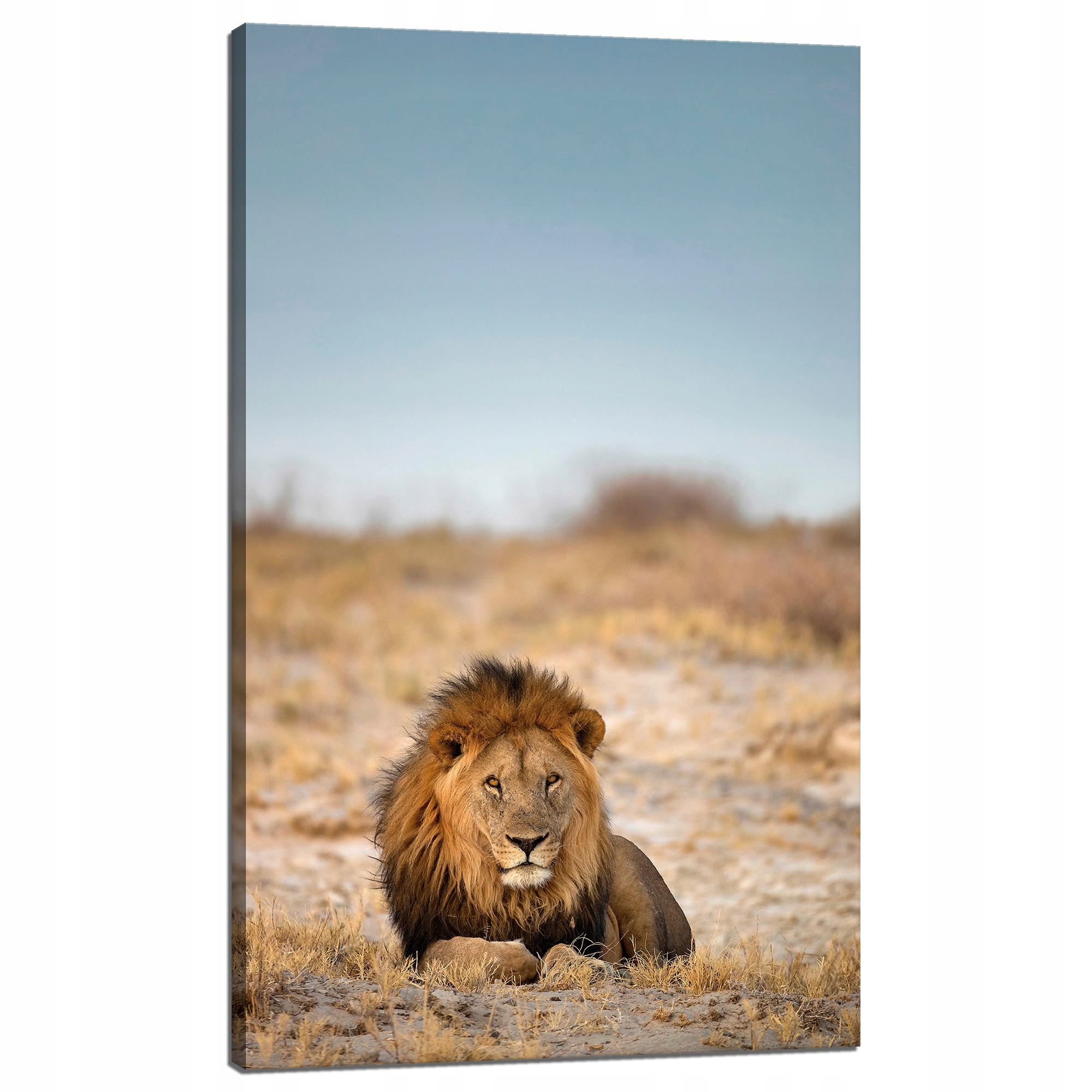Obraz na plátně Lev na Savaně Příroda 60x100 cm