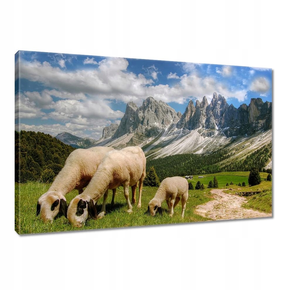 

Obrazy 90x60 Góry Owce Wypas