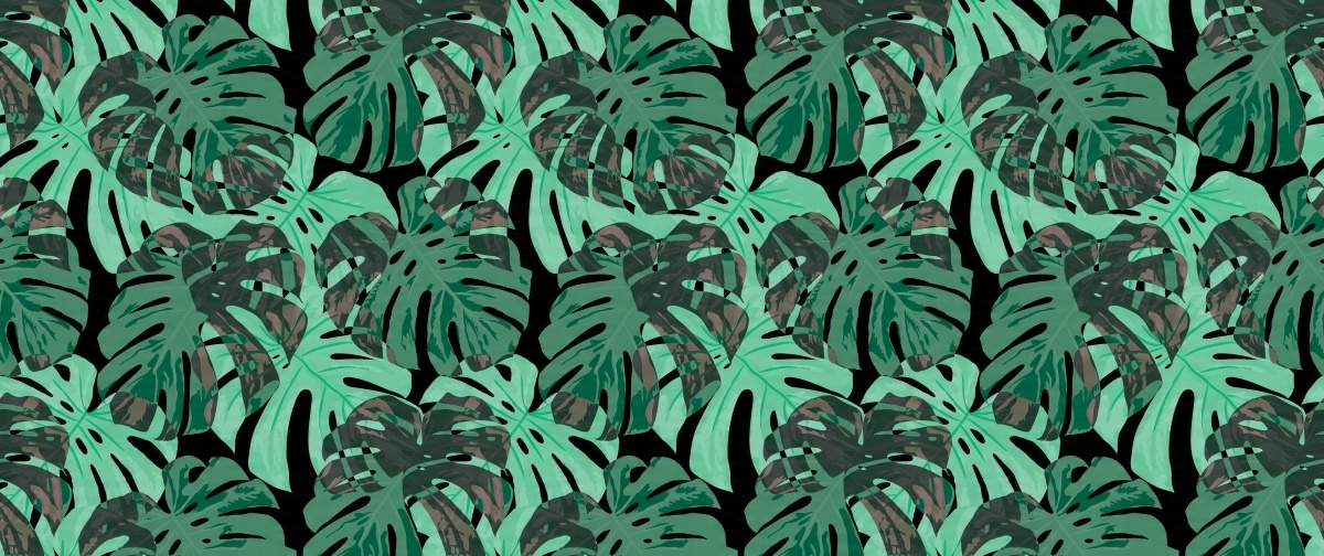 

Fototapeta Flizelinowa Liście Monstera - 250x104
