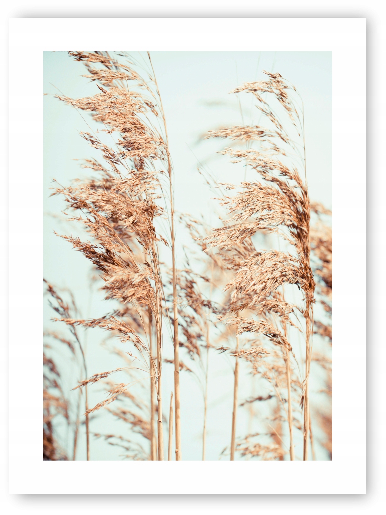 Boho TRAWY ROŚLINY plakat 30x40 cm wydruk #20J