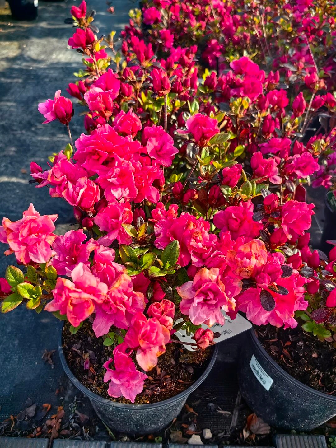 Rhododendron 'Rococo' - AZALIA ROKOKO za 339.00CZK - Allegro