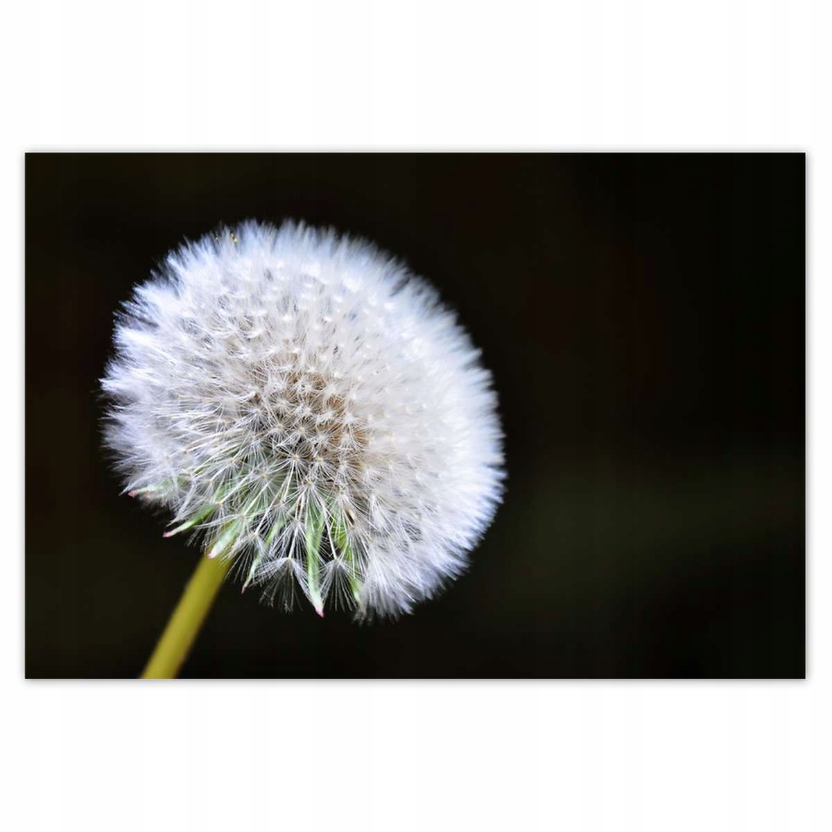 Plakáty 200x135 Pampeliška Květ Květiny