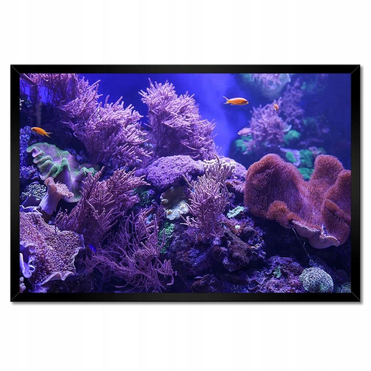 Plakáty v rámu 60x40 Podmořský svět