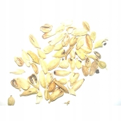 Levně Celý kardamom je 1 kg Rafex