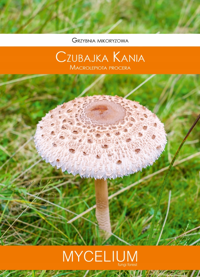 

Czubajka Kania zagęszczona żywa grzybnia