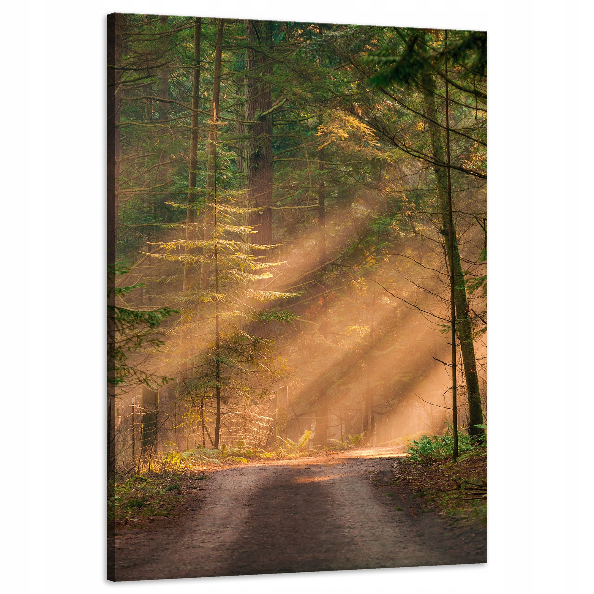 Obraz na plátně Stezka v lese Stromy Příroda 60x90 cm