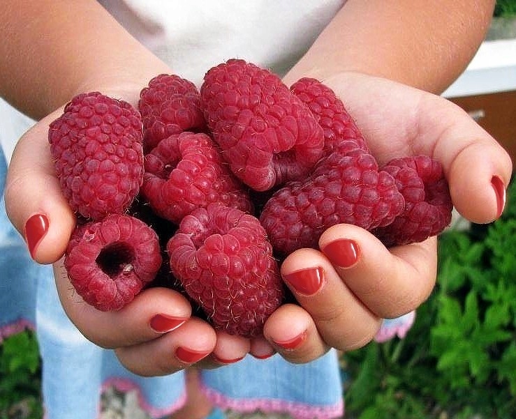 МАЛИНА РАННЯЯ ОГРОМНЫЕ ПЛОДЫ САЖЕНЦЫ МАЛИНЫ ГИГАНТ