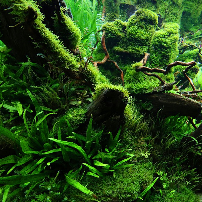 Mech Java moss (Taxiphyllum barbieri) - (in-vitro) puszka 10cm XXL