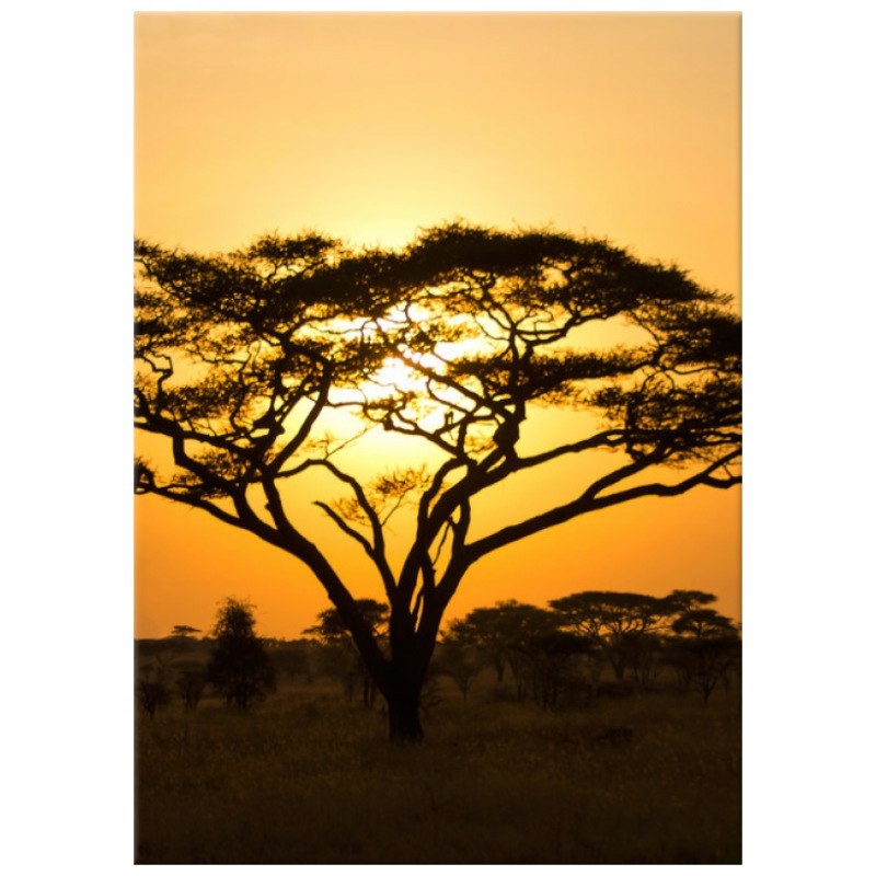 

Akacja w Serengeti 50x70 Foto-obraz Na Płótnie