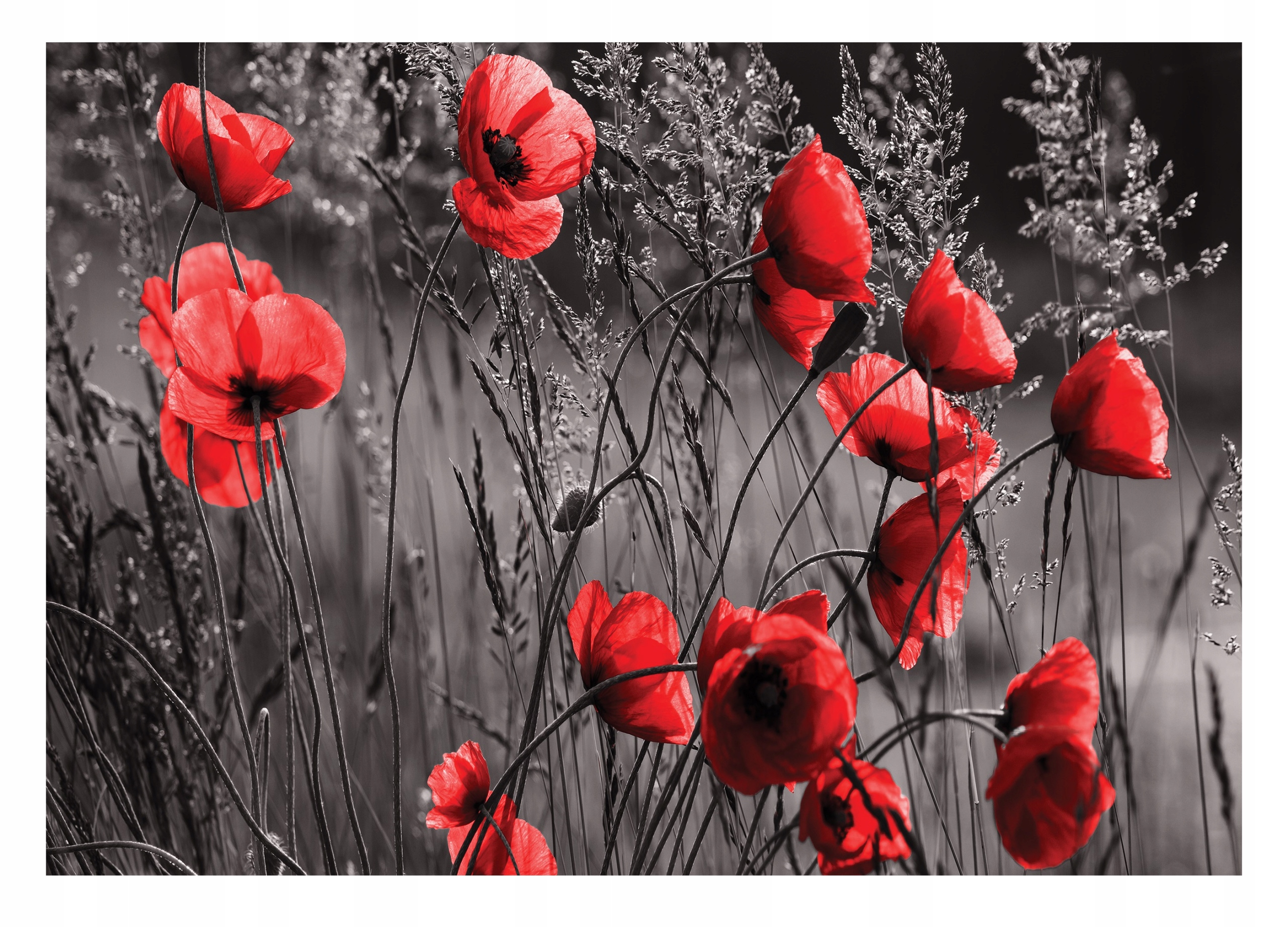 Fototapeta Polní Květiny Červené máky Pole 368x254