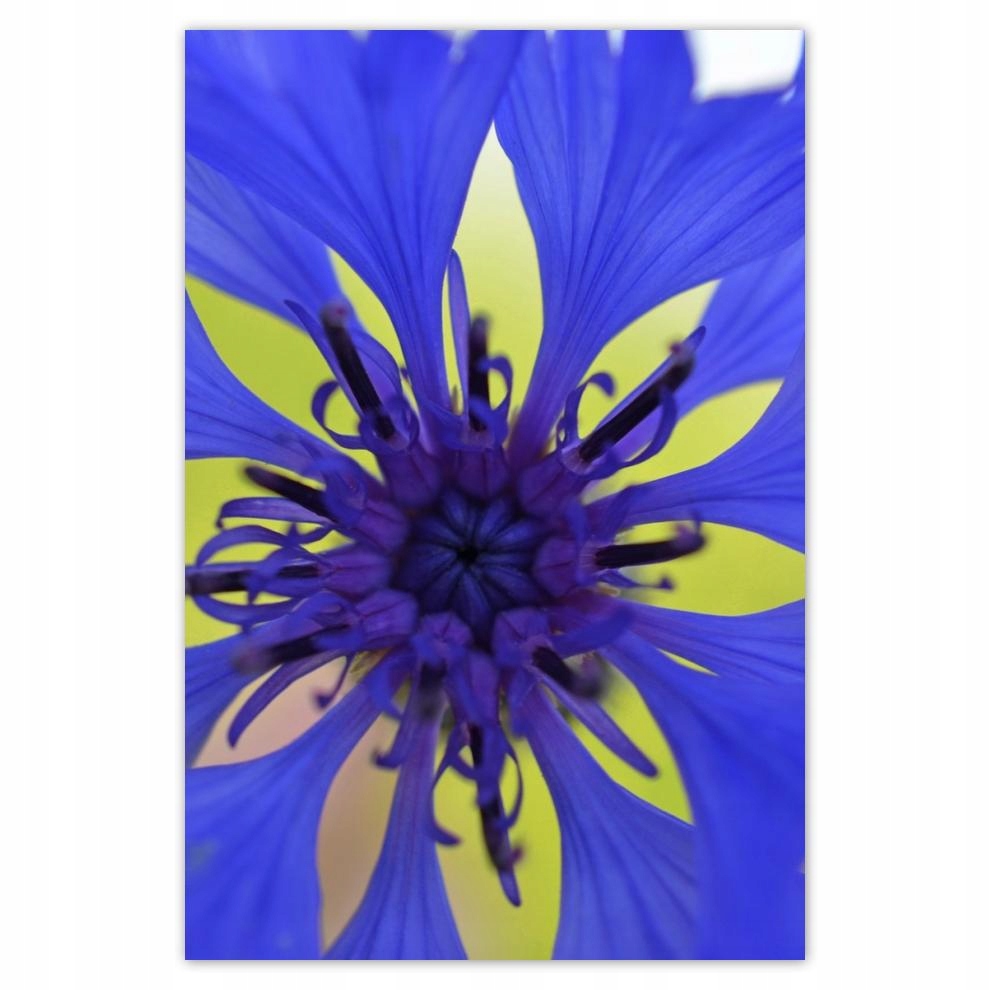 

Plakaty 40x60 Chaber