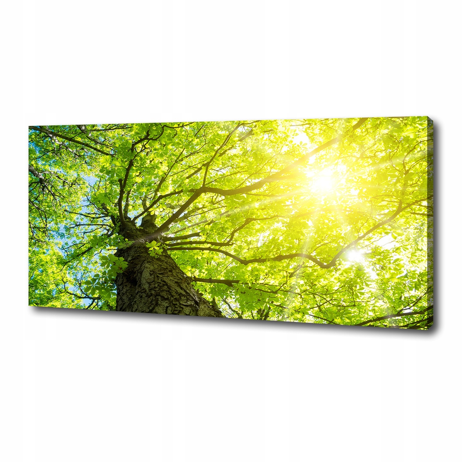 Fotoobraz obraz na plátně Kaštan na jaře 125x50 cm