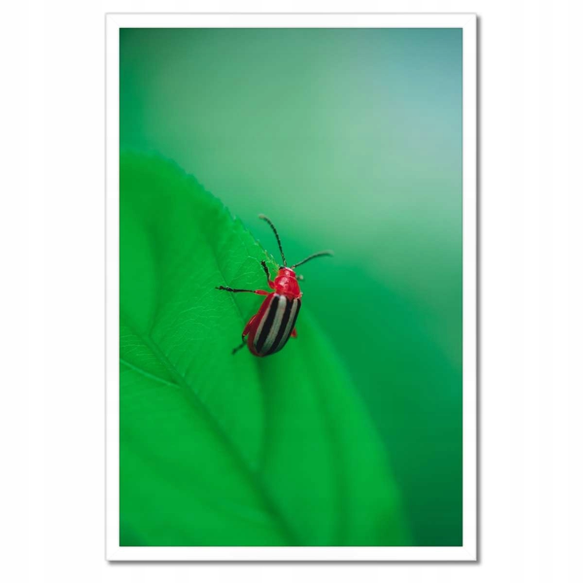 Plakáty v rámu 40x60 Zvířata Zvířátka