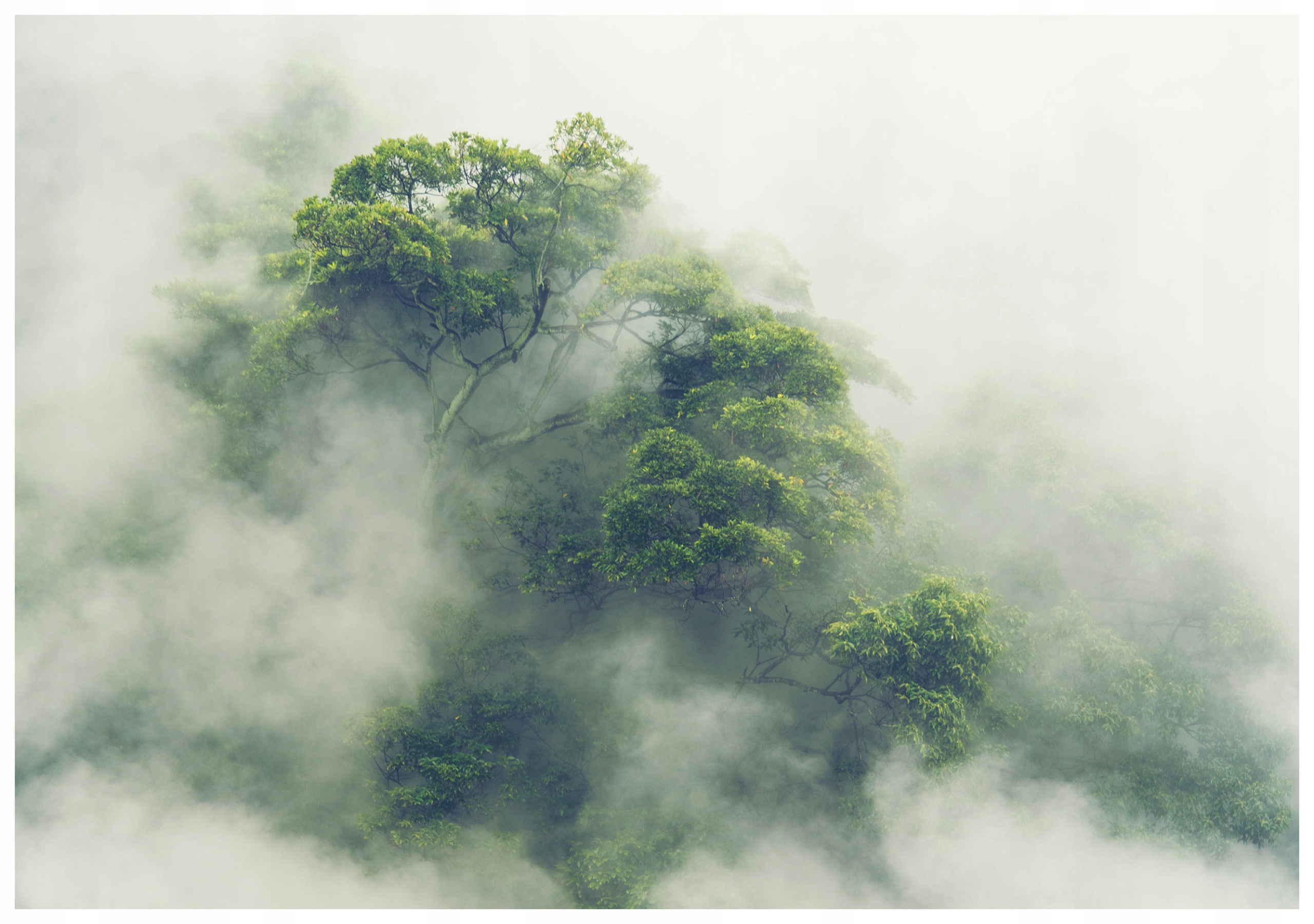 Vliesová fototapeta Tajemný les v mlze stromů 254x184 lepidlo