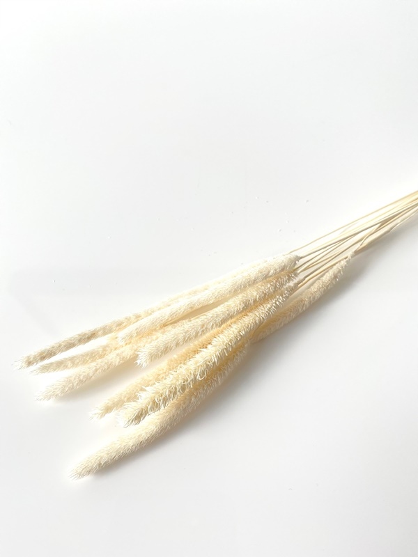 

Tymotka/Phleum biała suszona MiłaOdmiana