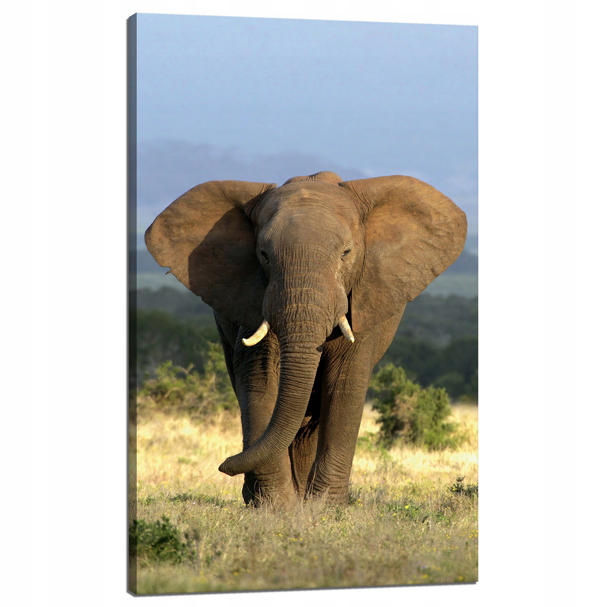 Obraz na plátně Slon Afrika Savana Příroda Umění 60x100 cm