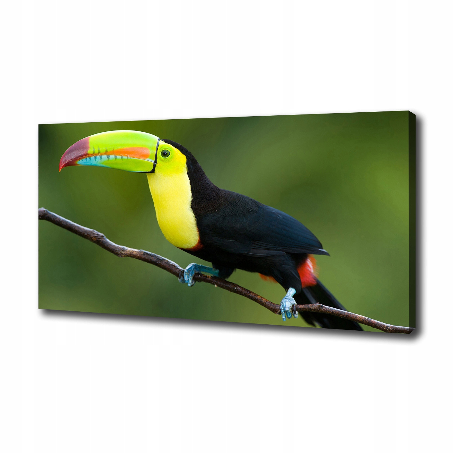 

Foto obraz ze zdjęcia do salonu Tukan 100x50 cm