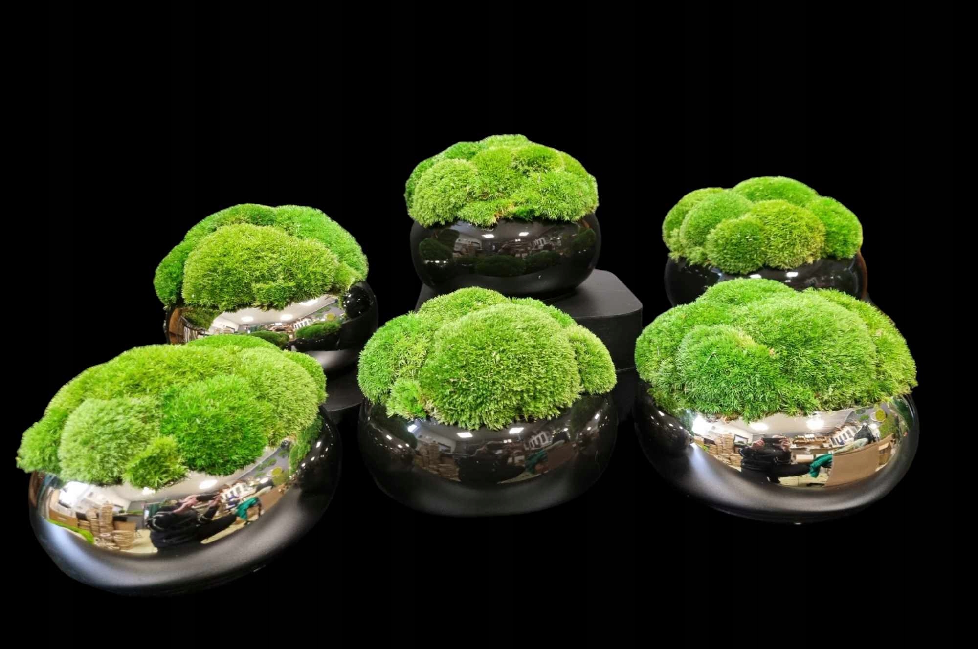 KOMPOZYCJA Z MCHU Wysokość produktu 14 cm