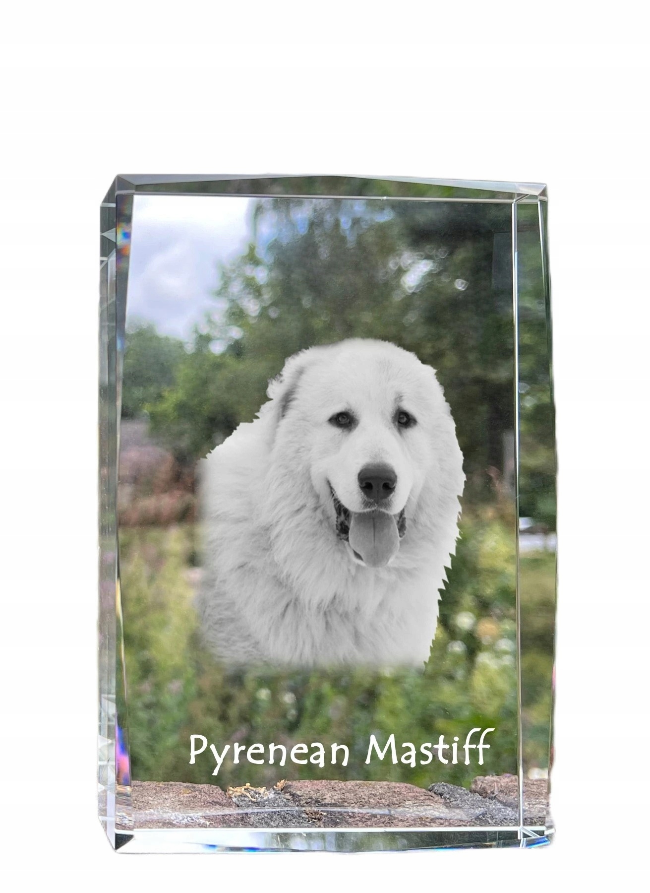 Pyrenejský mastif fotografia psa v kryštáli, suvenír, trofej, poďakovanie