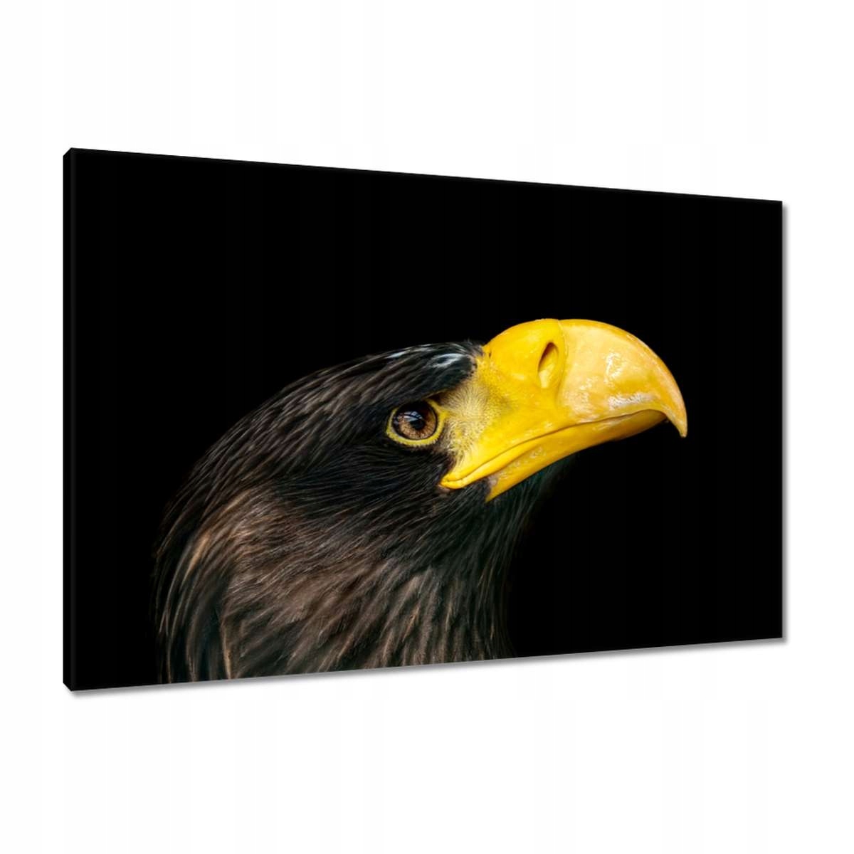 Obrazy 90x60 Dravý pták orel