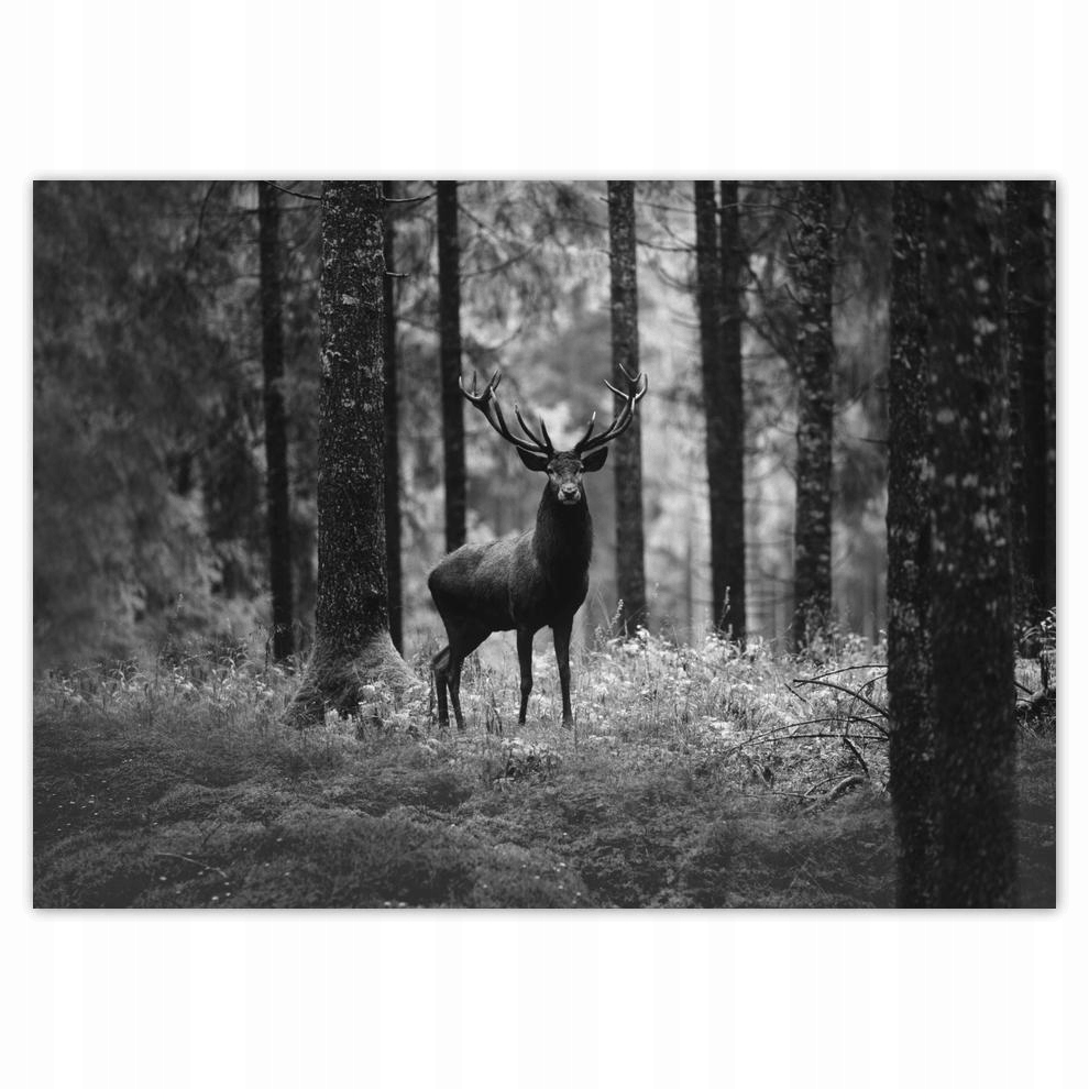 

Naklejki 70x50 Jeleń w lesie B&w