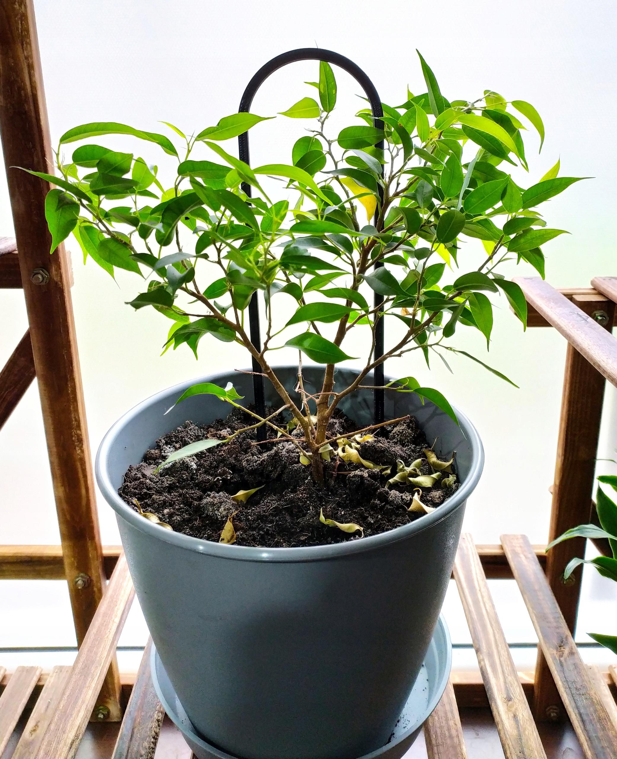 PODPÓRKA KWIATÓW ROŚLIN PERGOLA ŁUK 26cm Rodzaj drabinka