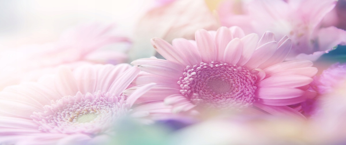 

Tapeta flizelinowa Różowe kwiaty - 250x104