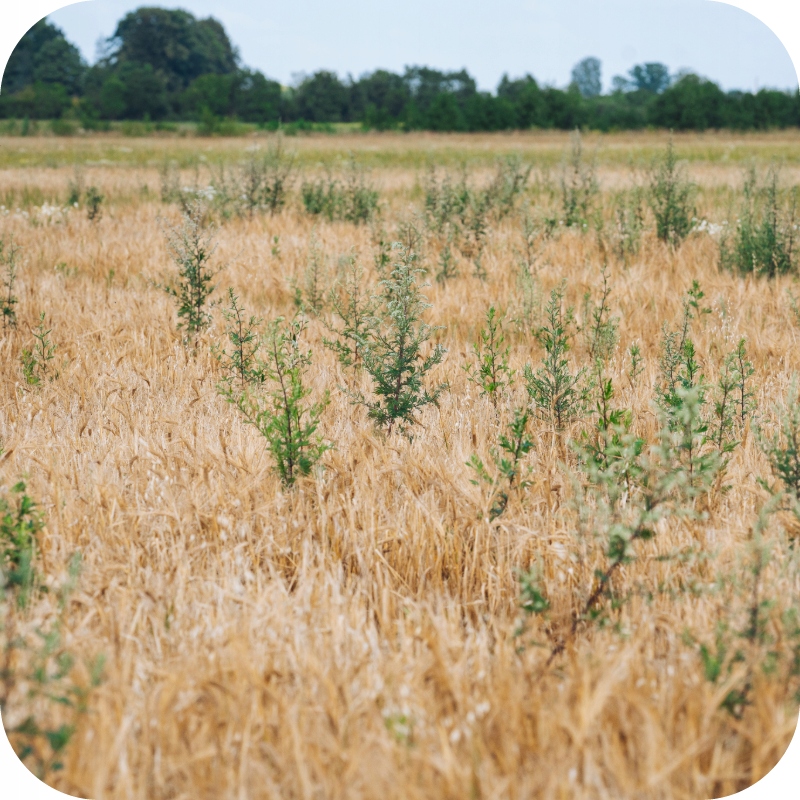 ROUNDUP 360 PLUS GLIFOSAT RANDAP 5L PECH WŁASCIWY MIOTŁA ZBOŻOWA KOMOSA Stan opakowania oryginalne