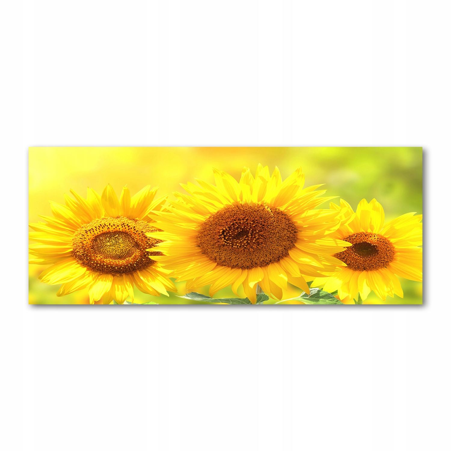 

Foto obraz akryl nowoczesny Słoneczniki 125x50cm