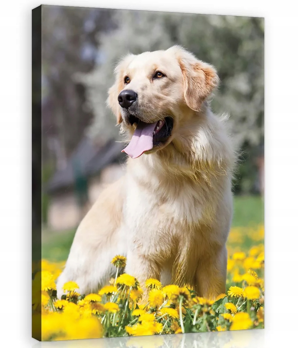 Obraz Na Plátně Canvas 75x100 Pes Zlaté Květiny