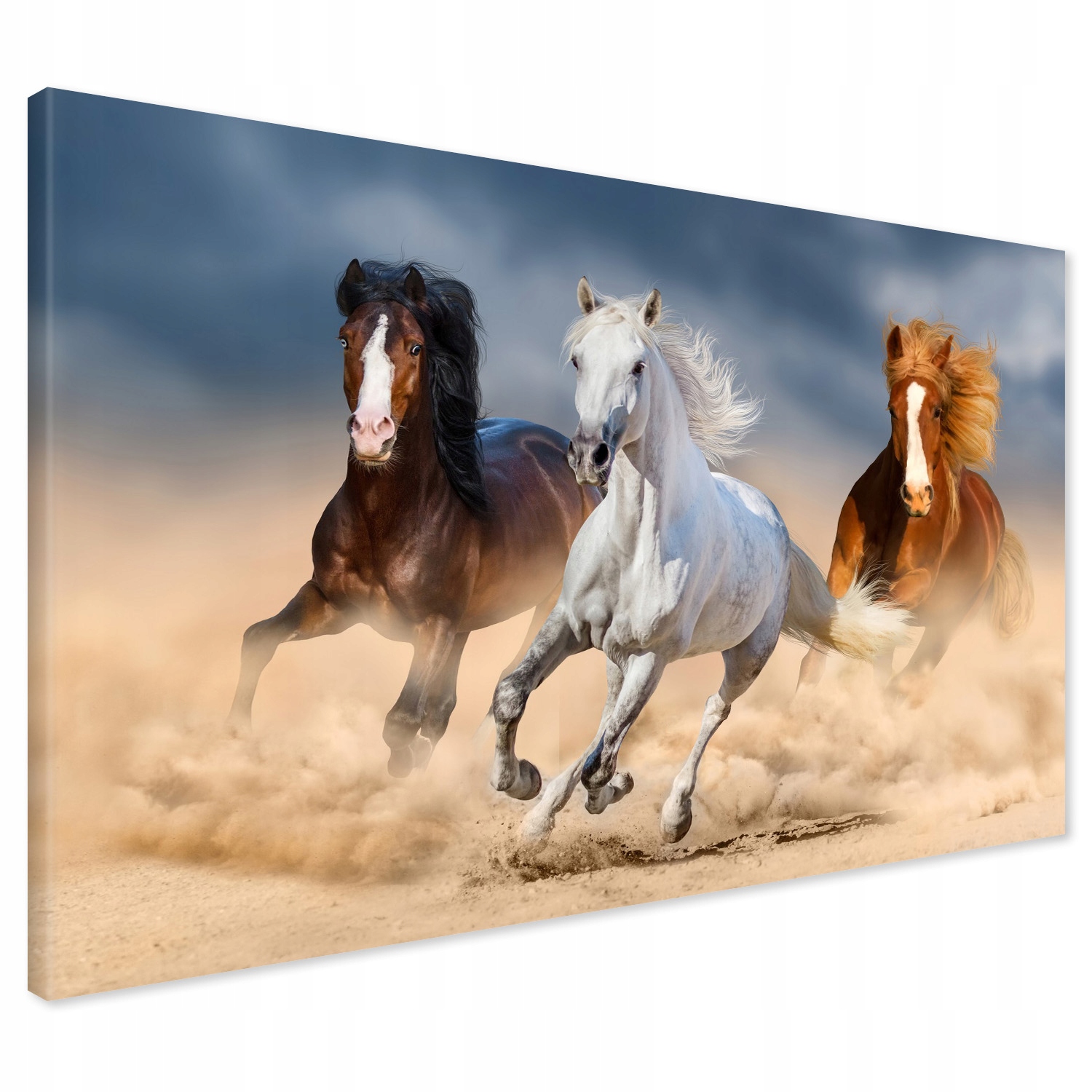 

Obraz na płótnie konie galop piasek 70x50