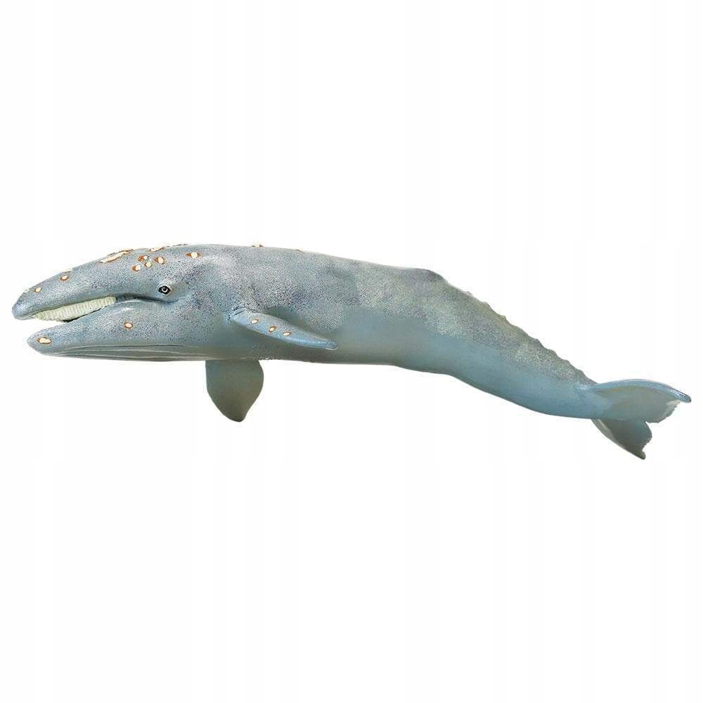 

Wieloryb Pływacz Szary Safari Ltd. 210402