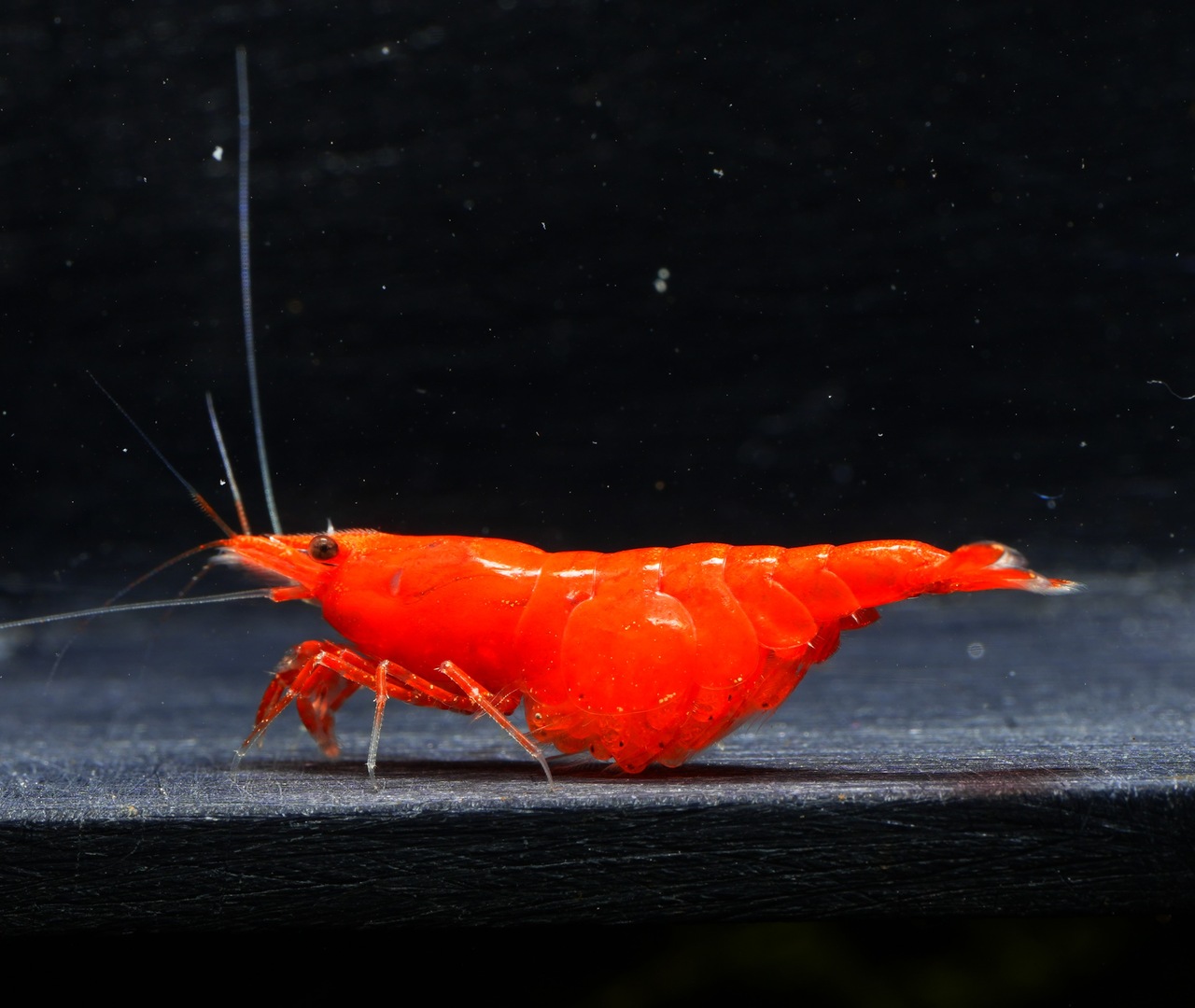 Krewetki Neocaridina Fire Red