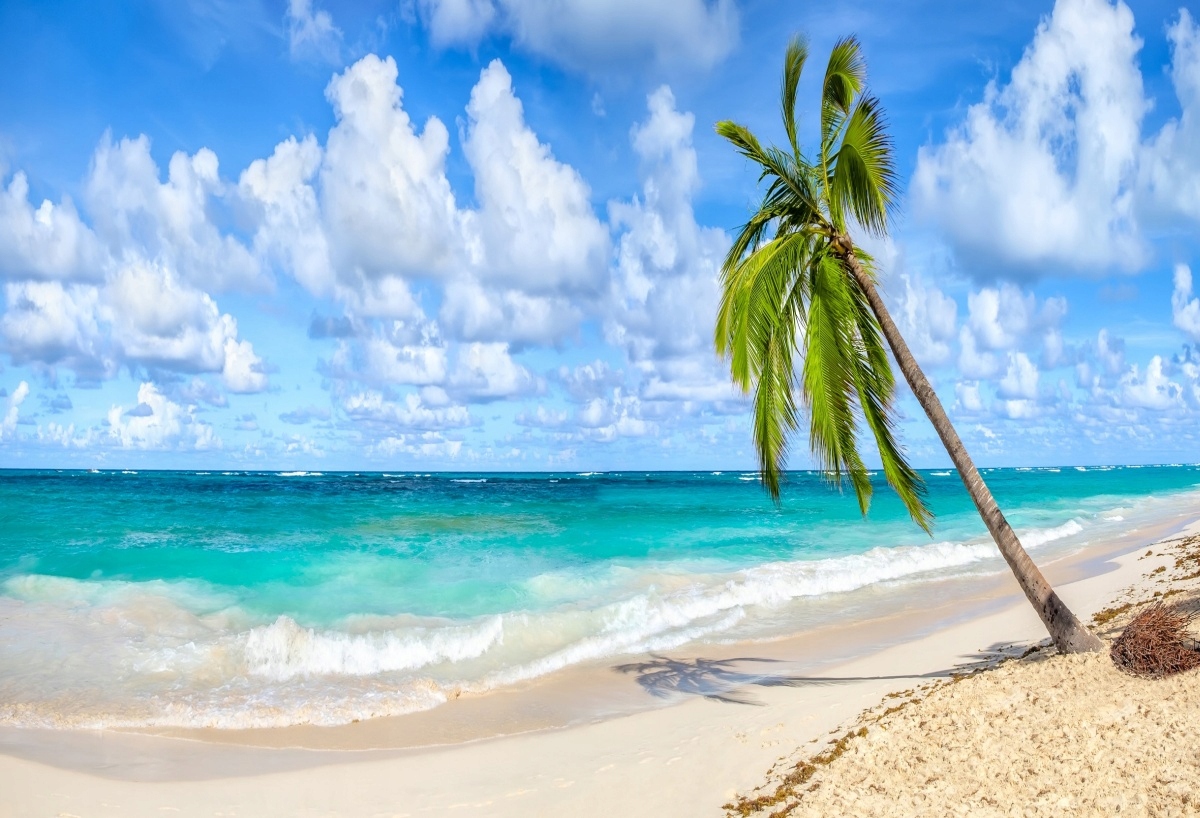 

Fototapeta Flizelinowa Palma kokosowa - 104x70