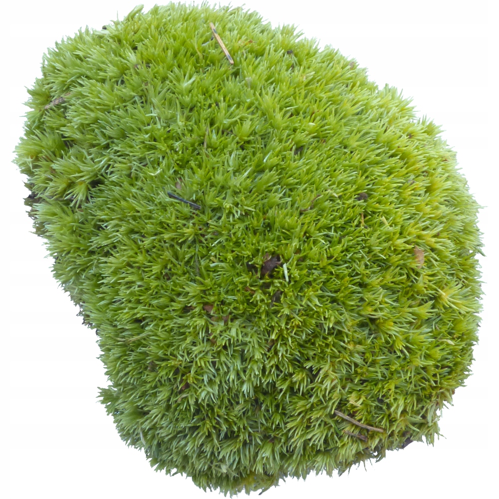 Mech Gąbczasty PREMIUM Jasna Zieleń Karton 150g