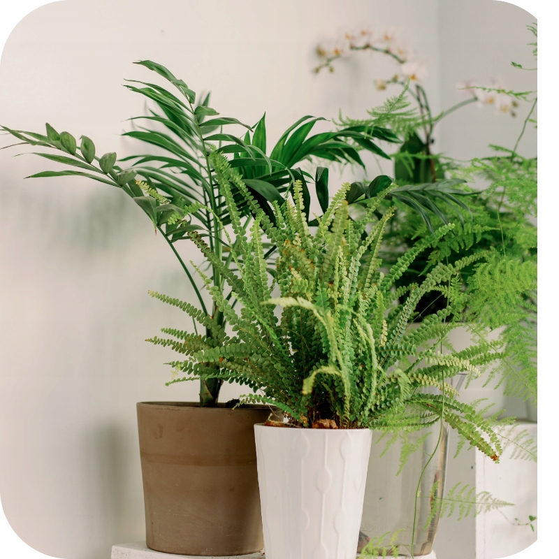 NAWÓZ DO JUK PALM DRACEN 900ML KONCENTRAT SIŁA ZIELENI ODŻYWKA DO ROŚLIN Forma płyn