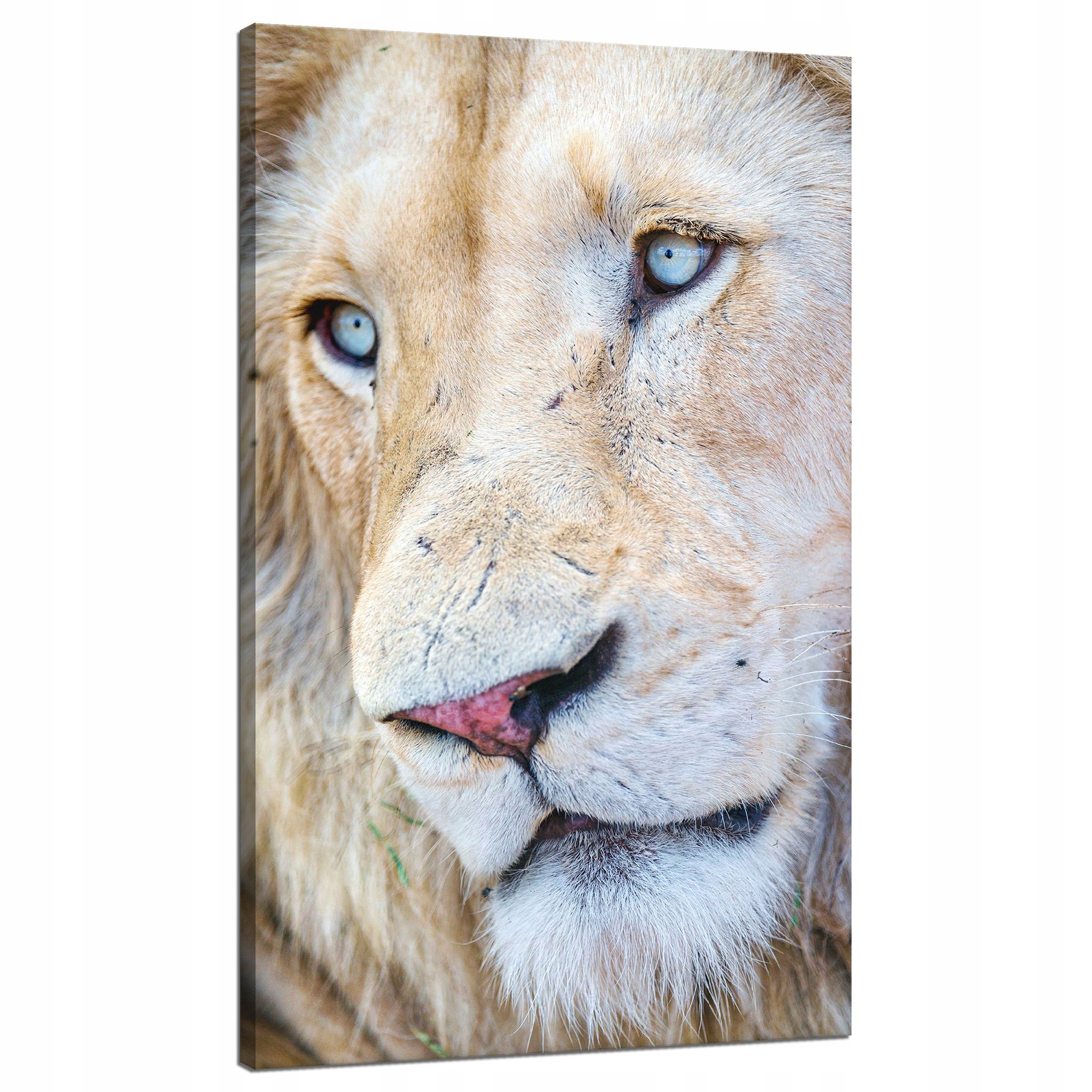 Obraz na plátně Jasná tvář lva Modré oči 70x120 cm